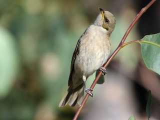 Молодая птица - David Ongley - ML125371741