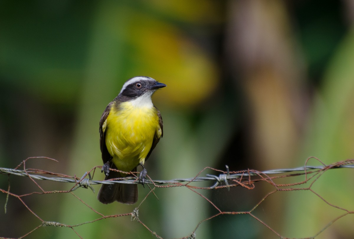 Social Flycatcher - Marcos Eugênio Birding Guide