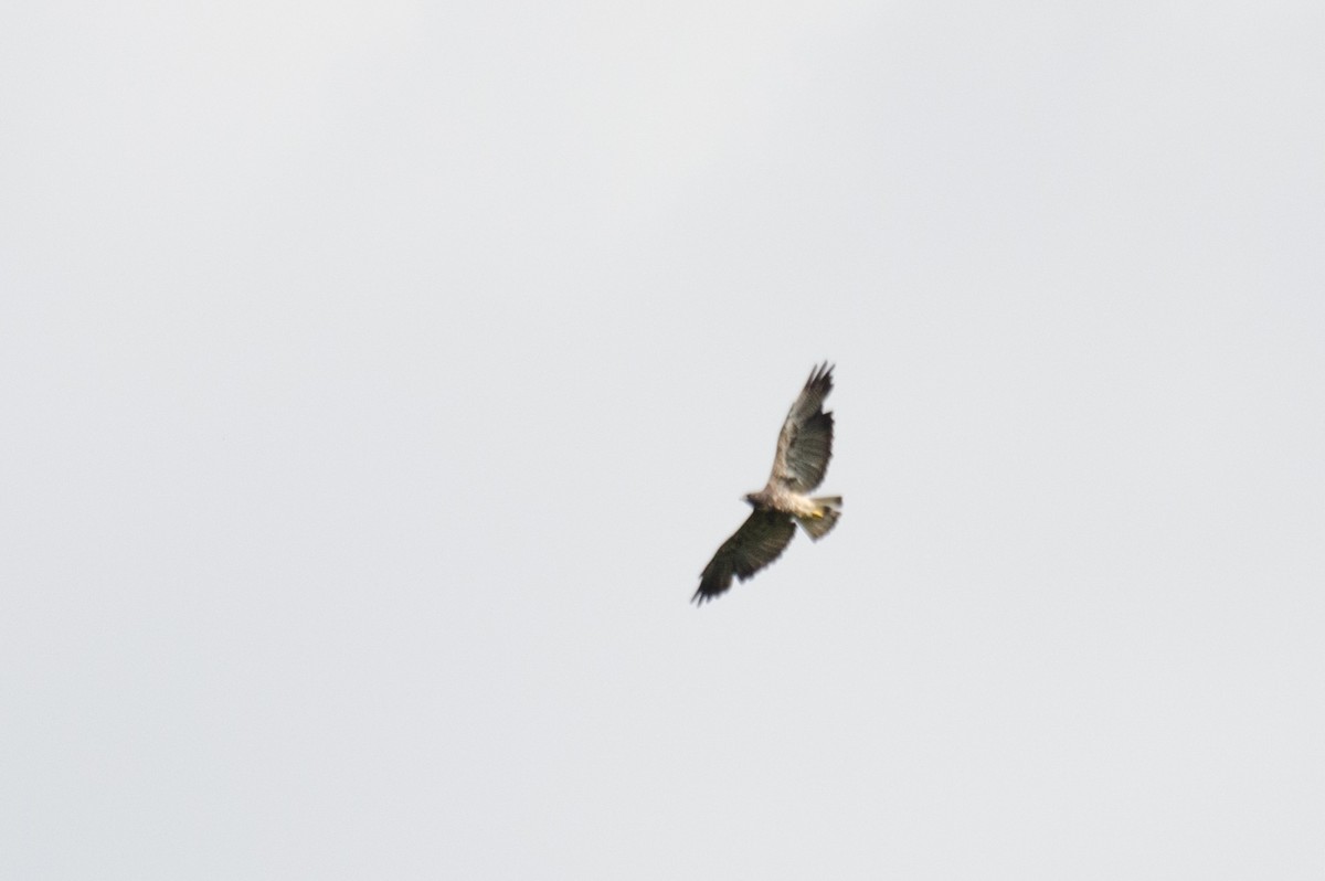 White-tailed Hawk - ML125371921