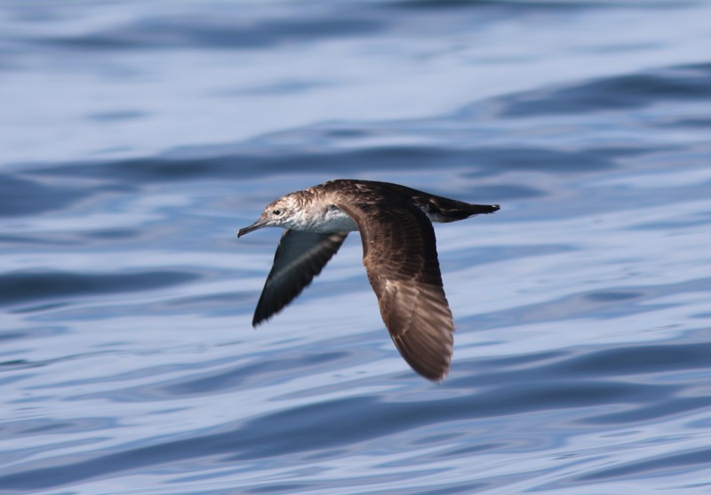 Black-vented Shearwater - Amy McAndrews