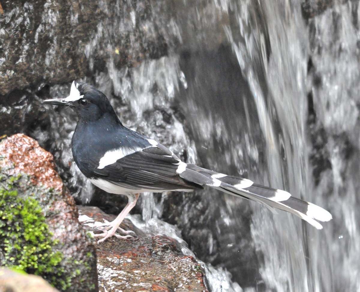 White-crowned Forktail - ML125374961