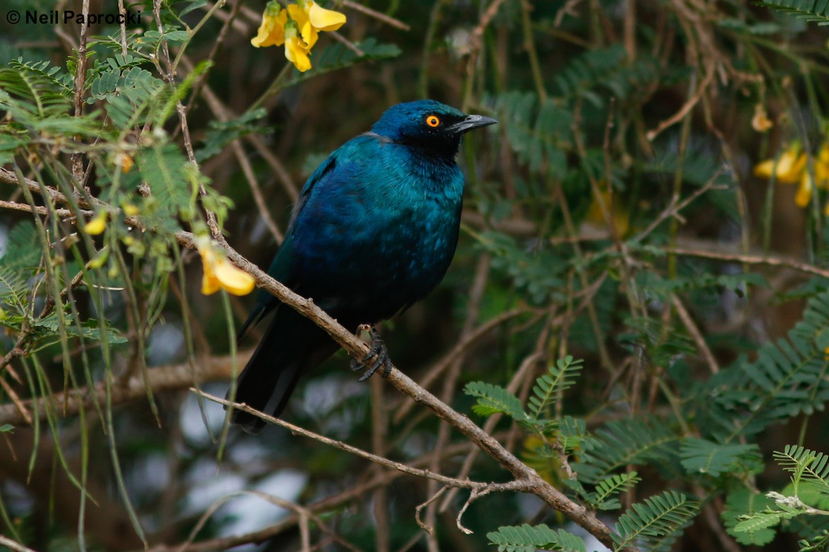 Greater Blue-eared Starling - ML125375061