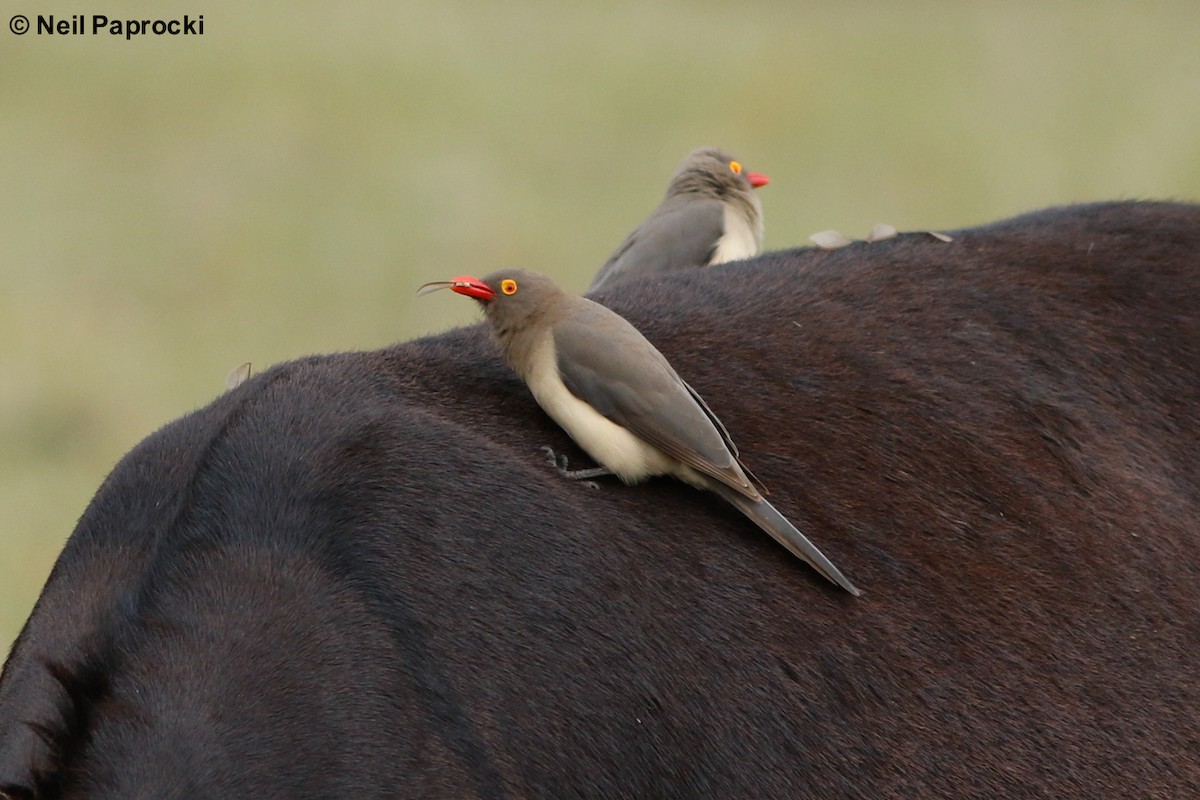 Red-billed Oxpecker - ML125375161