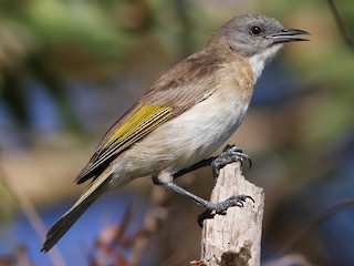  - Rufous-banded Honeyeater