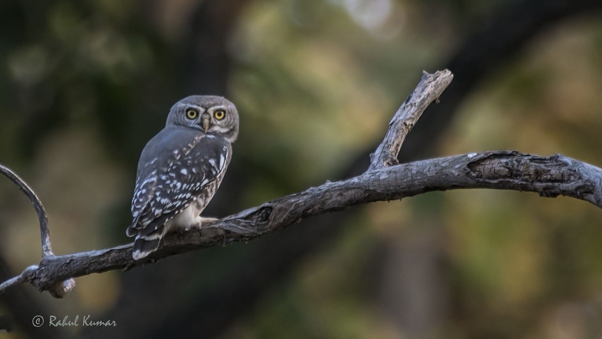 Forest Owlet - Rahul Kumar