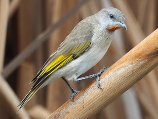  - Rufous-throated Honeyeater