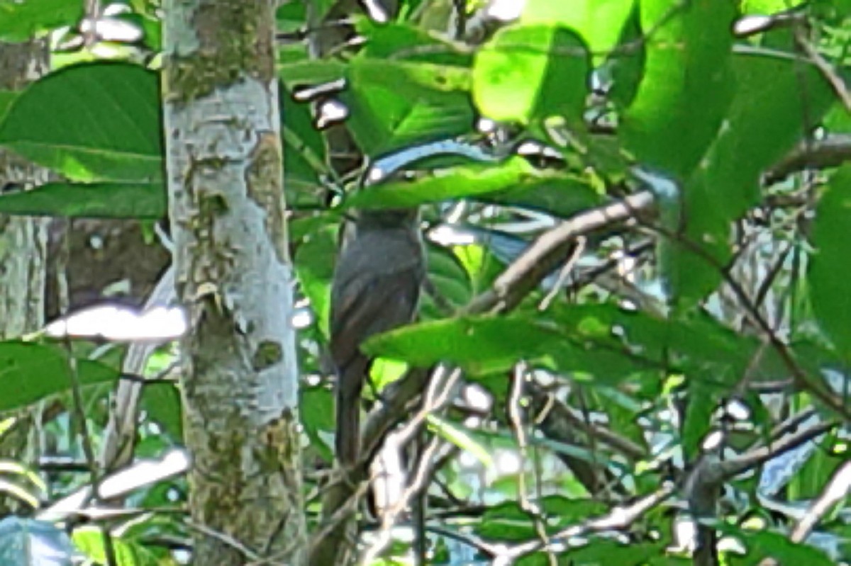 Fiji Bush Warbler - Bert Frenz