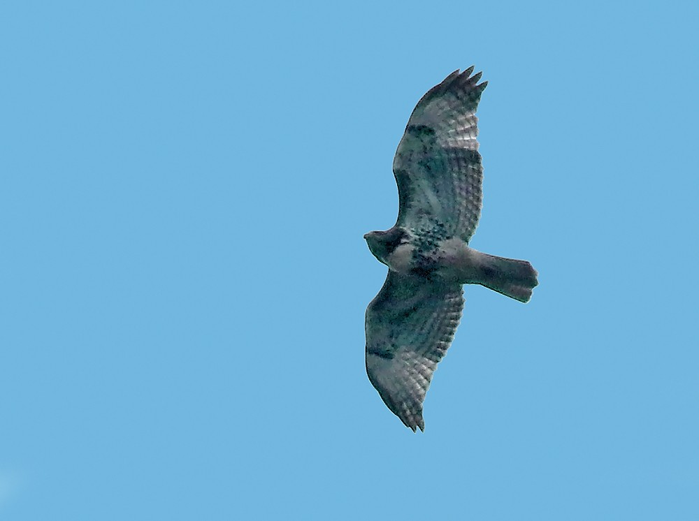 Red-tailed Hawk - ML125381051