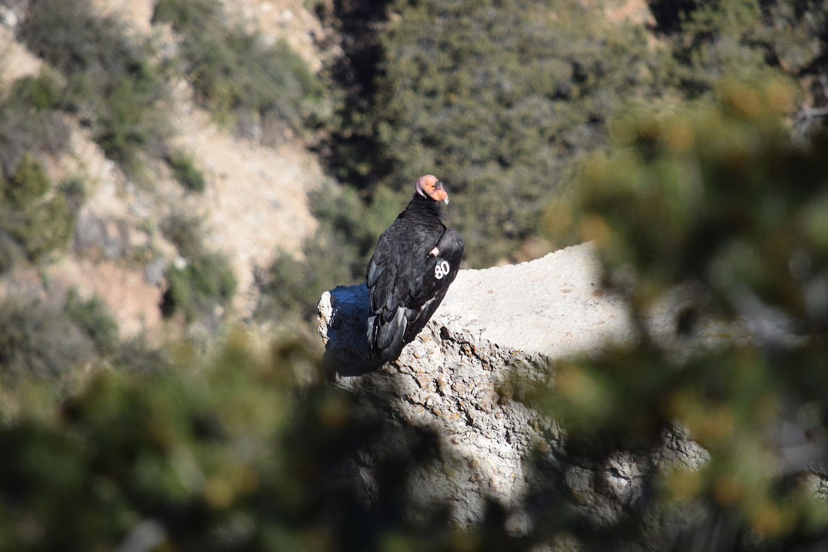 California Condor - ML125381301