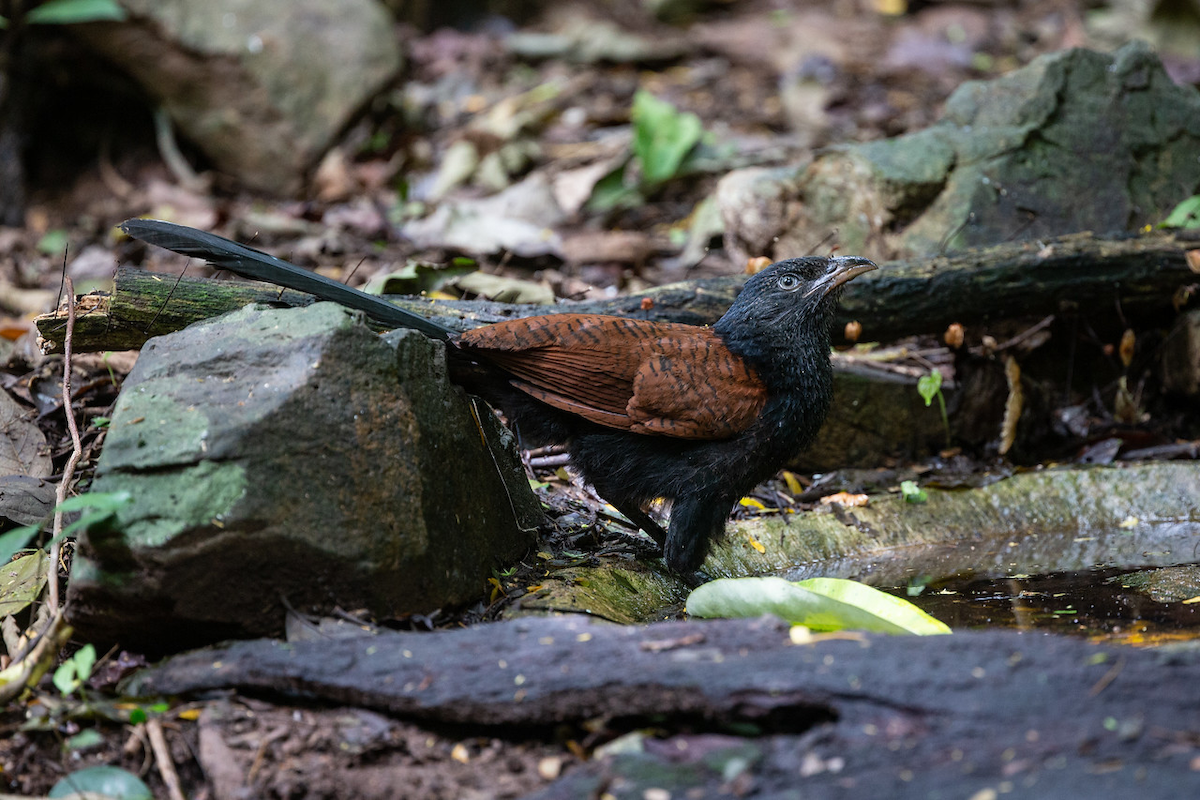 Grand Coucal (groupe sinensis) - ML125382081