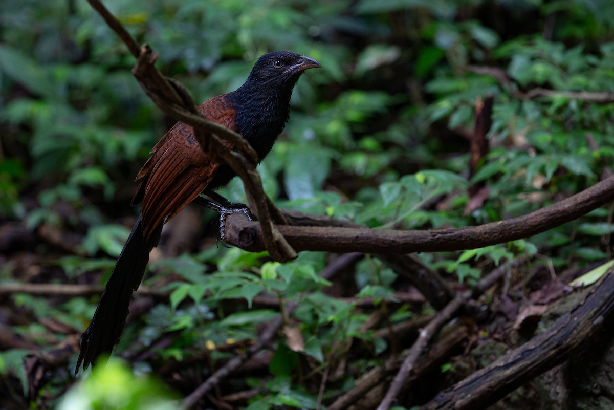 Grand Coucal (groupe sinensis) - ML125382091