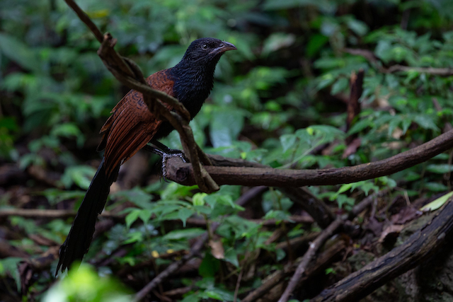 Greater Coucal (Greater)