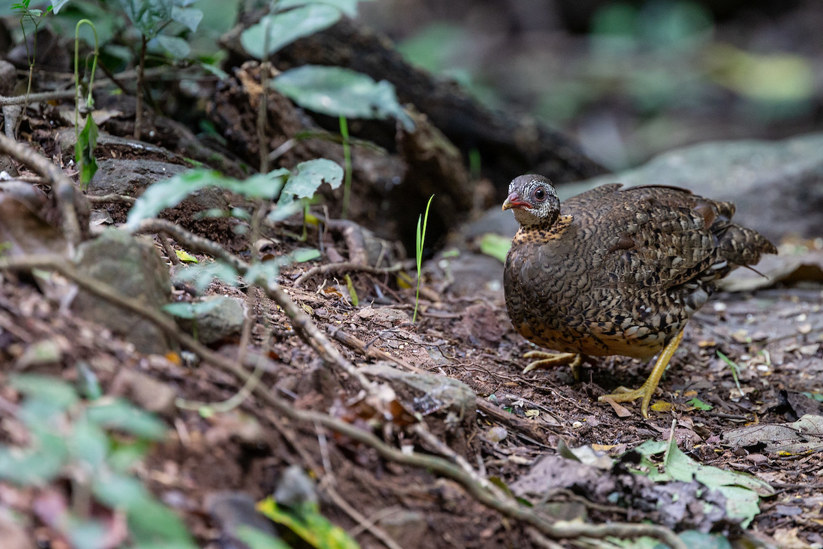 Scaly-breasted Partridge - ML125382191