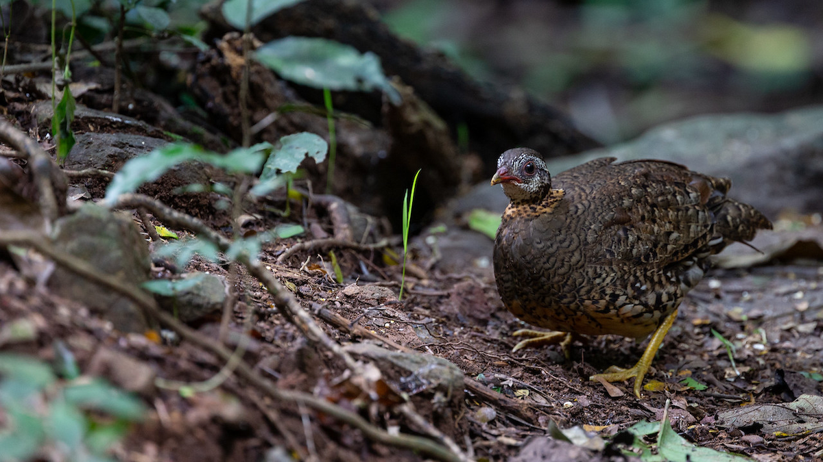 Scaly-breasted Partridge - ML125382201