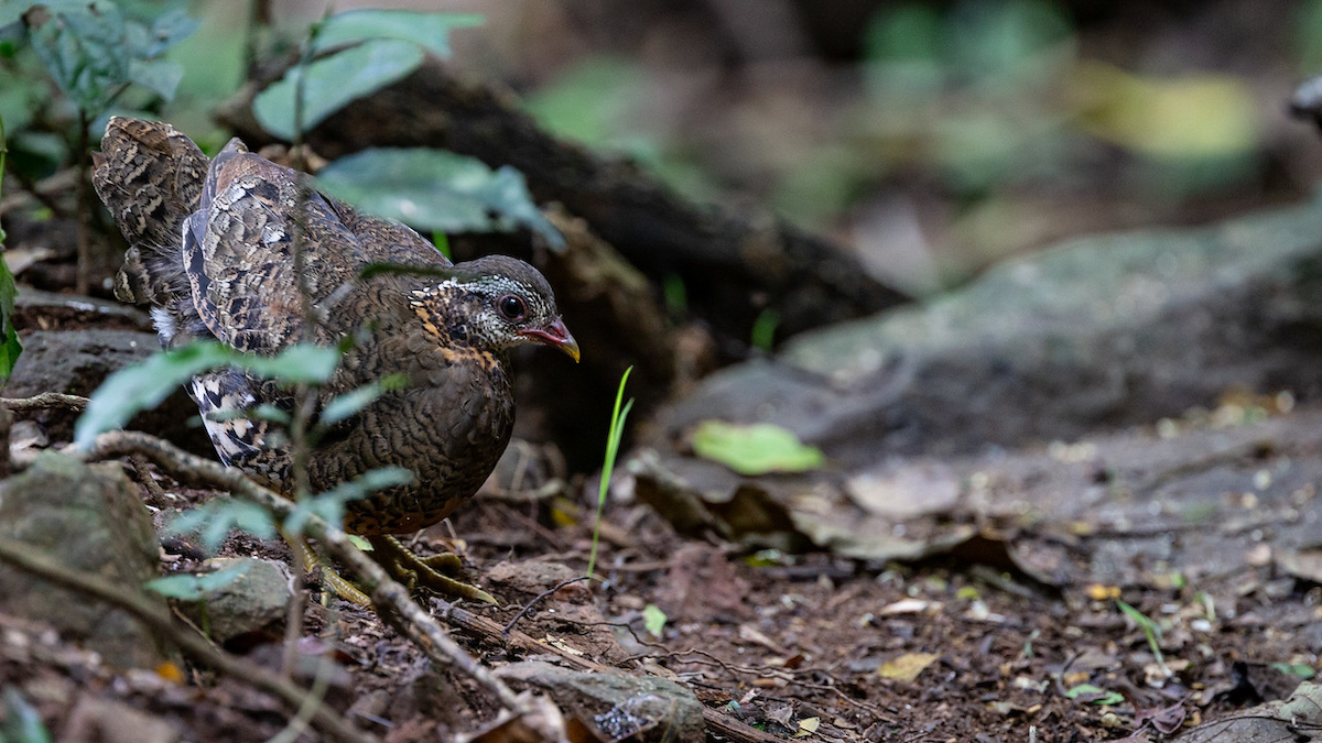 Scaly-breasted Partridge - ML125382241