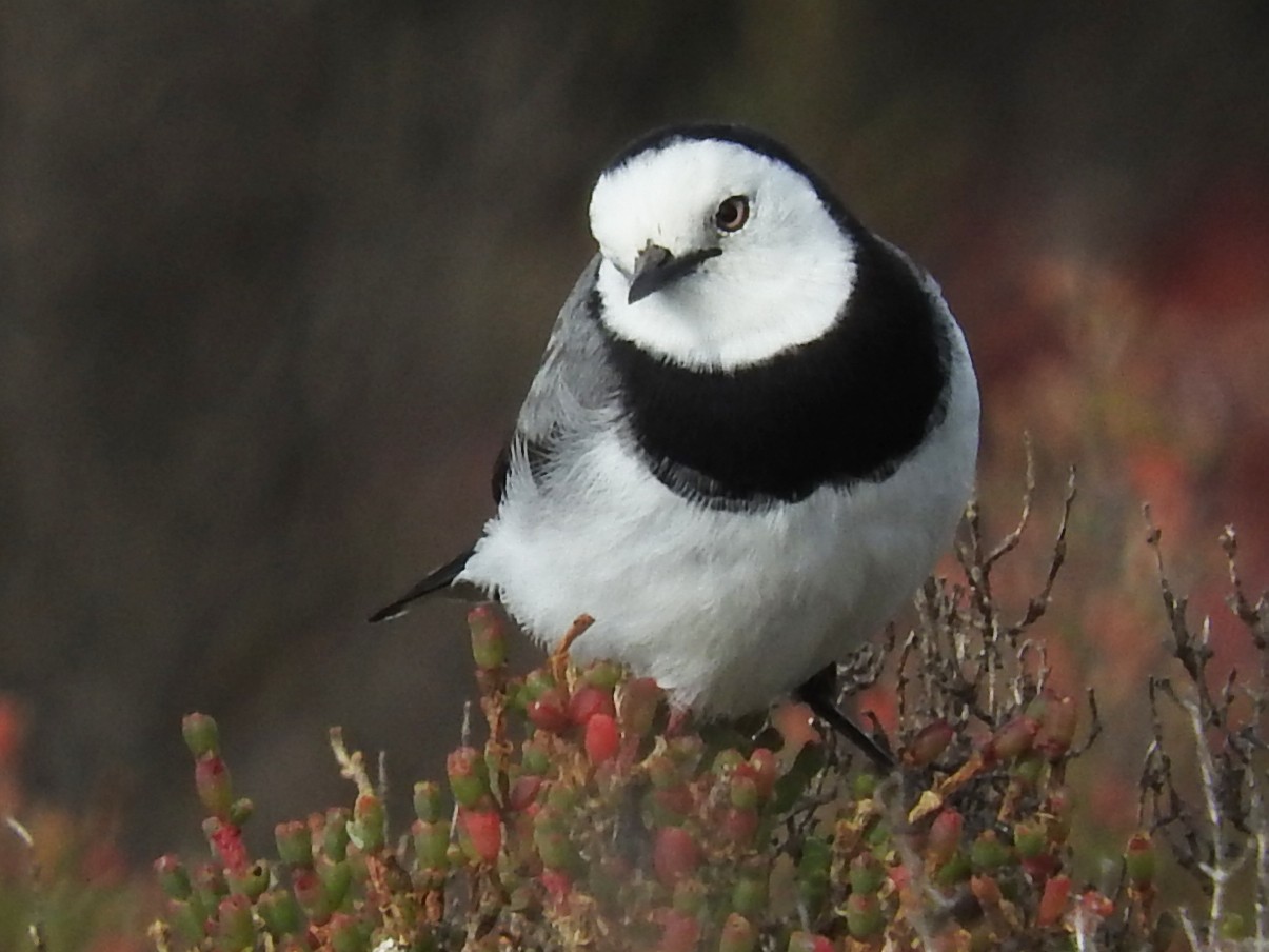 White Fronted Chat Ebird