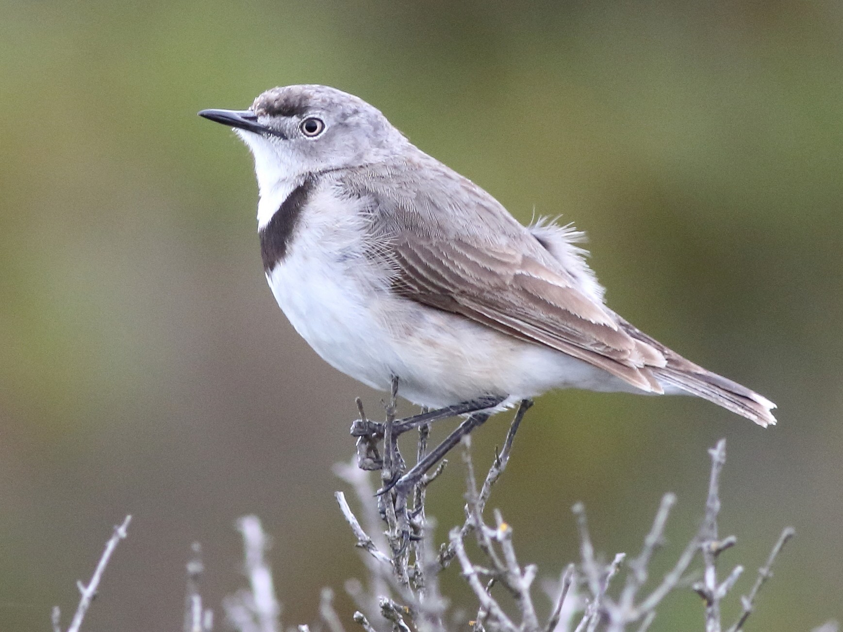 White-fronted Chat - Leigh Pieterse