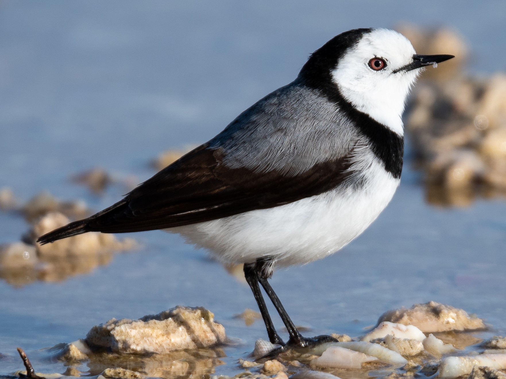 White-fronted Chat - Jamie Dolphin