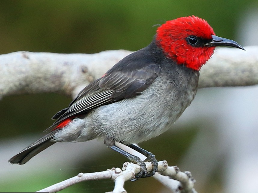 Red-headed Honeyeater - eBird