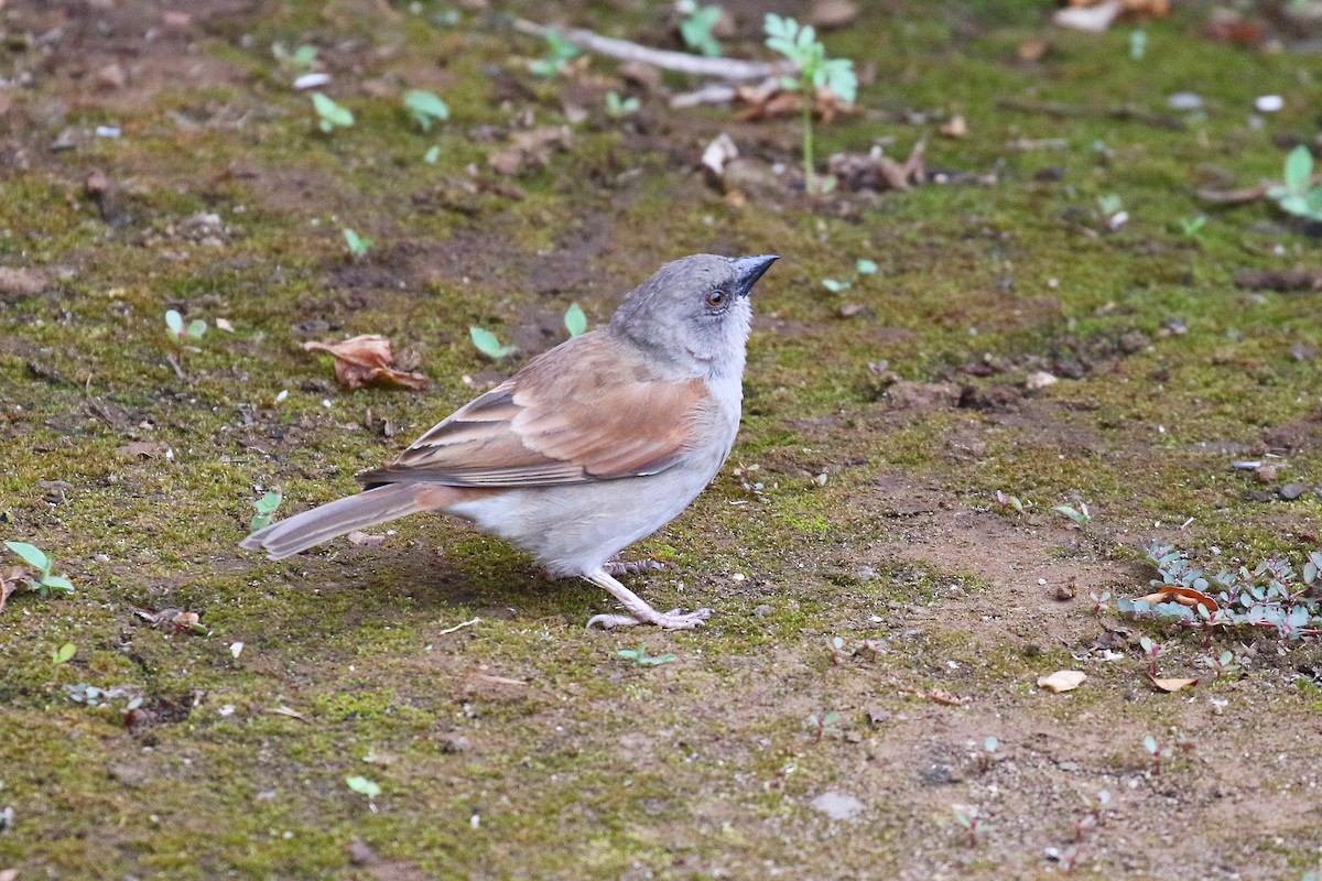 Northern Gray-headed Sparrow - ML125383801