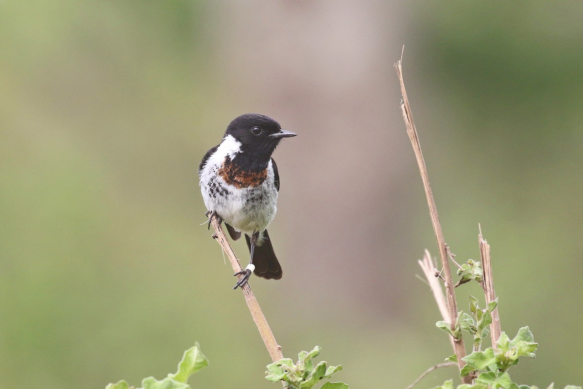 African Stonechat - ML125384621