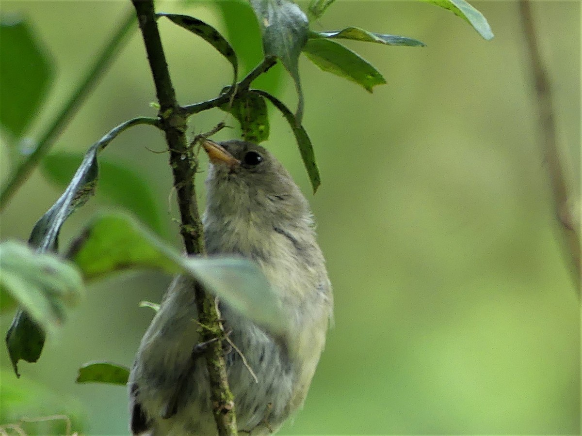 Green Warbler-Finch - Susan Brauning