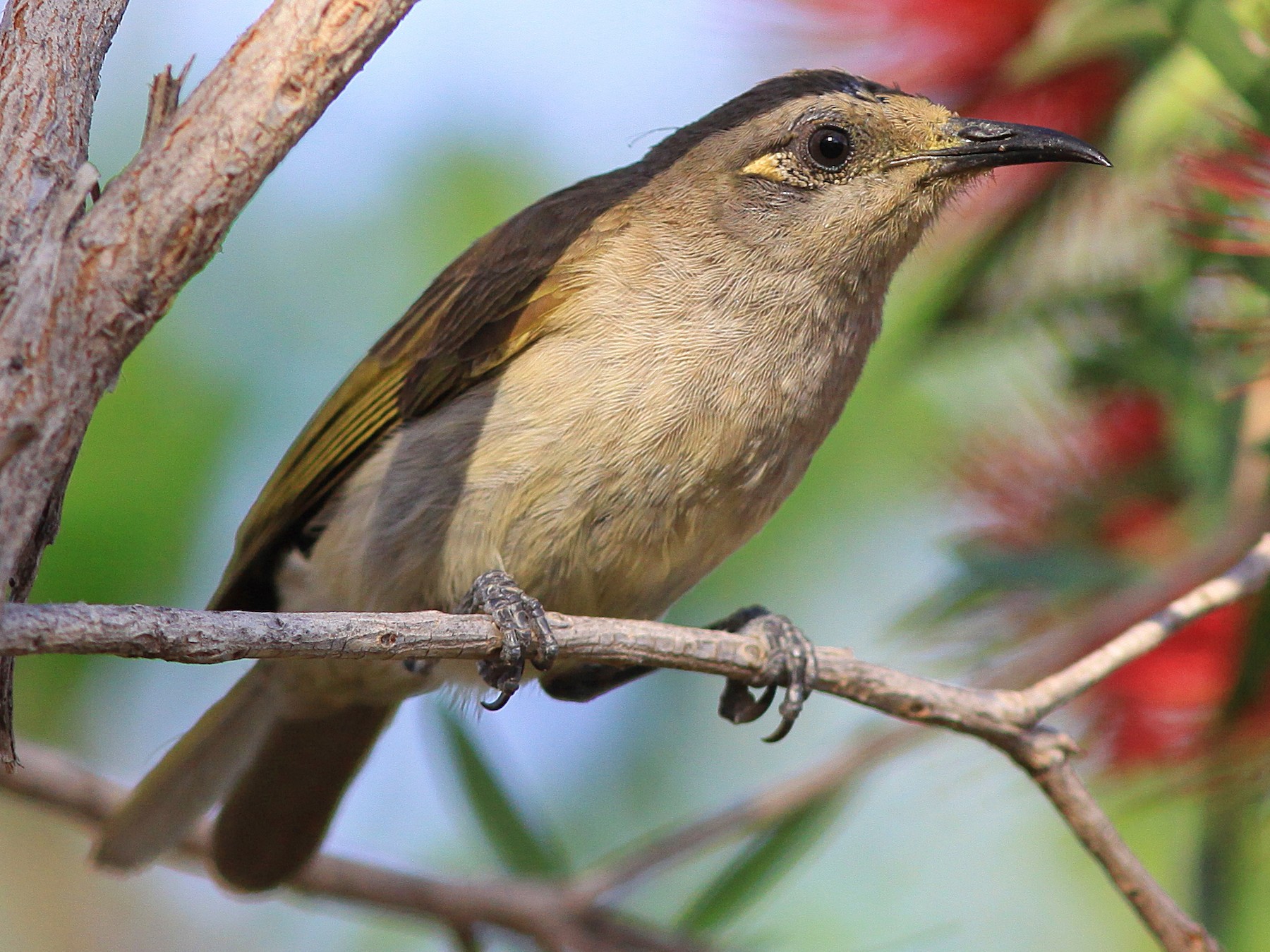 Brown Honeyeater - Rufus Wareham