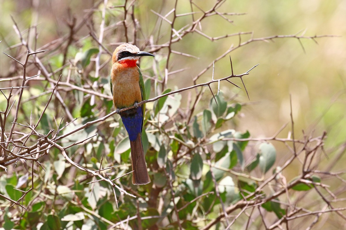 White-fronted Bee-eater - ML125387401