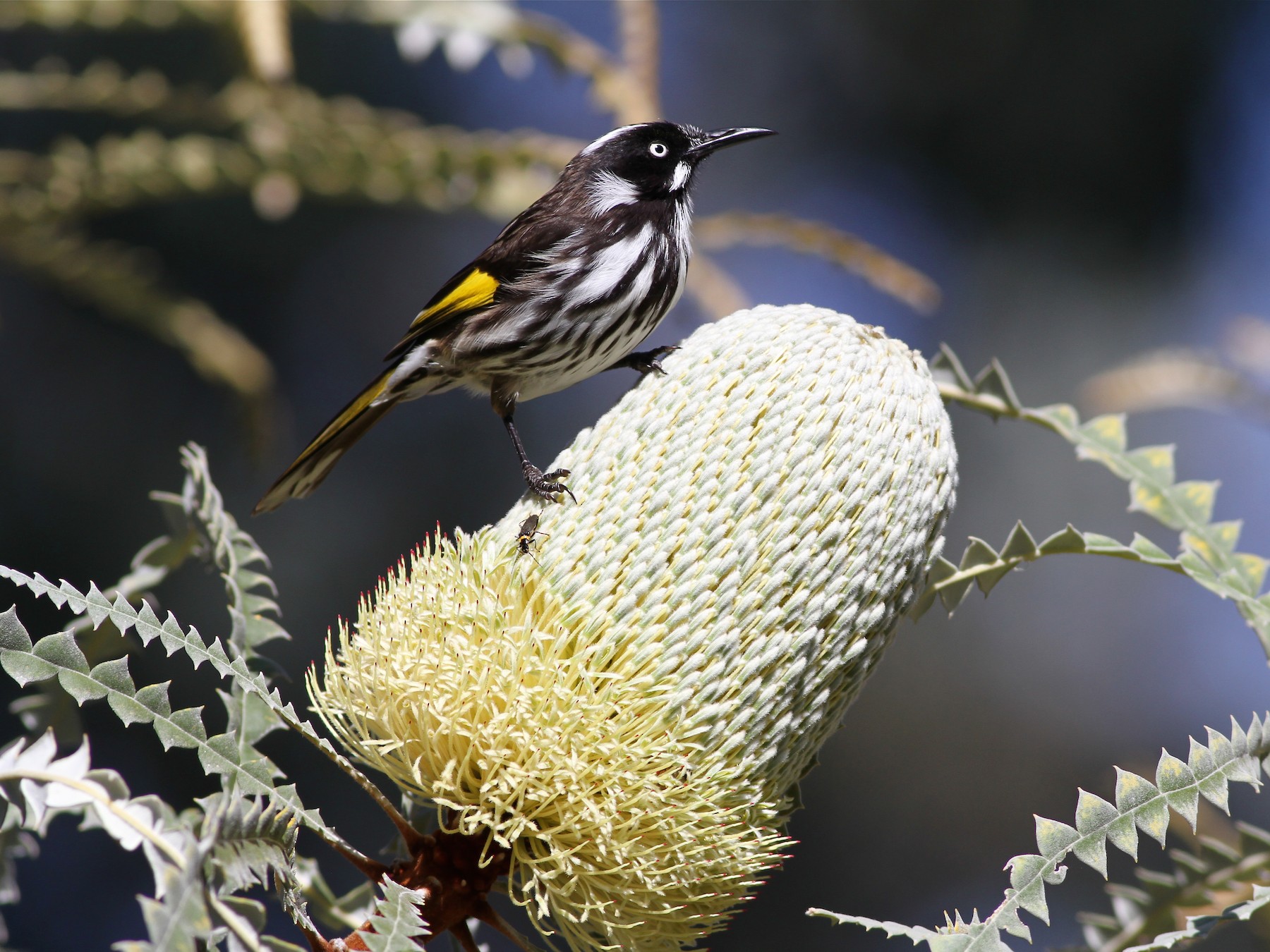 New Holland Honeyeater eBird