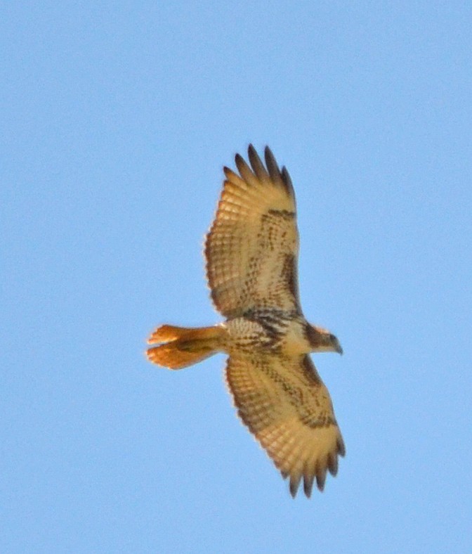 káně rudochvostá (ssp. solitudinis) - ML125389781
