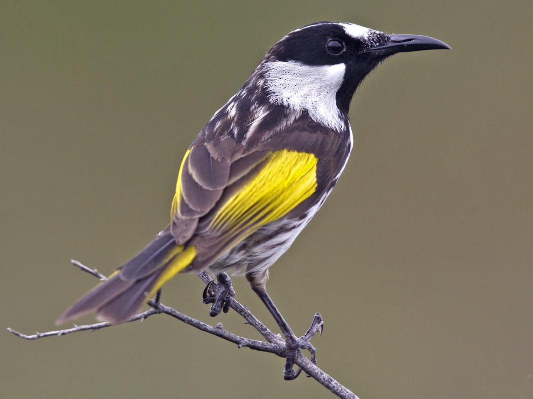 Singing honeyeater - Wikipedia