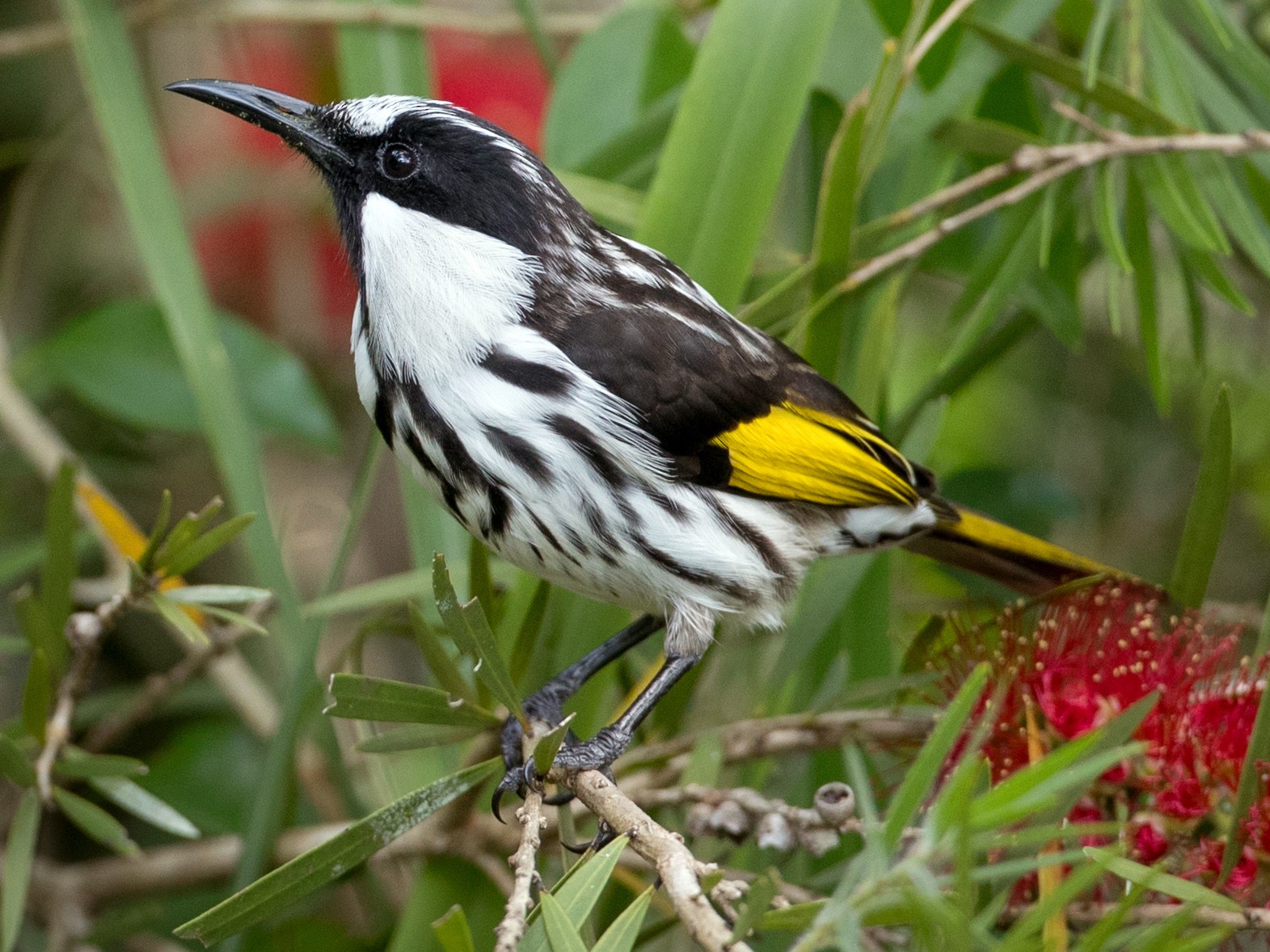 White-cheeked Honeyeater - Ian Davies