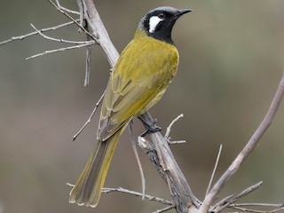  - White-eared Honeyeater