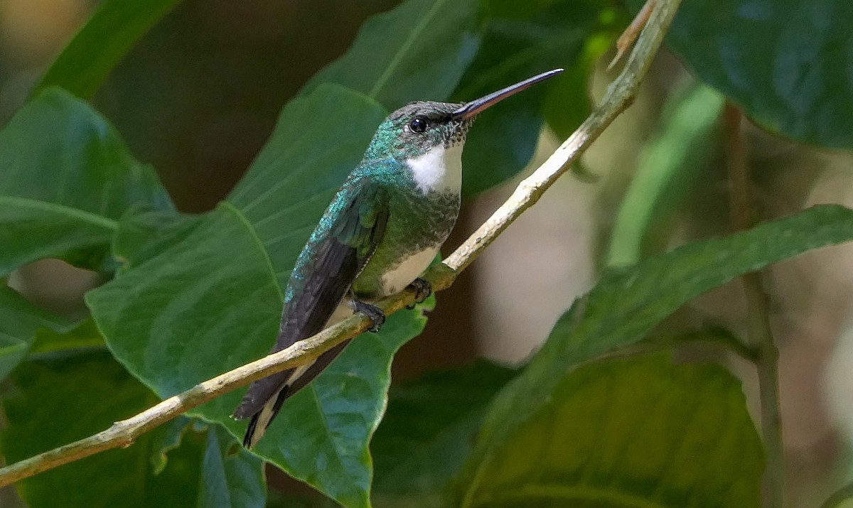 White-throated Hummingbird - Randall Siebert