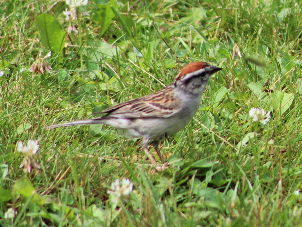 Chipping Sparrow - Susan Boyce