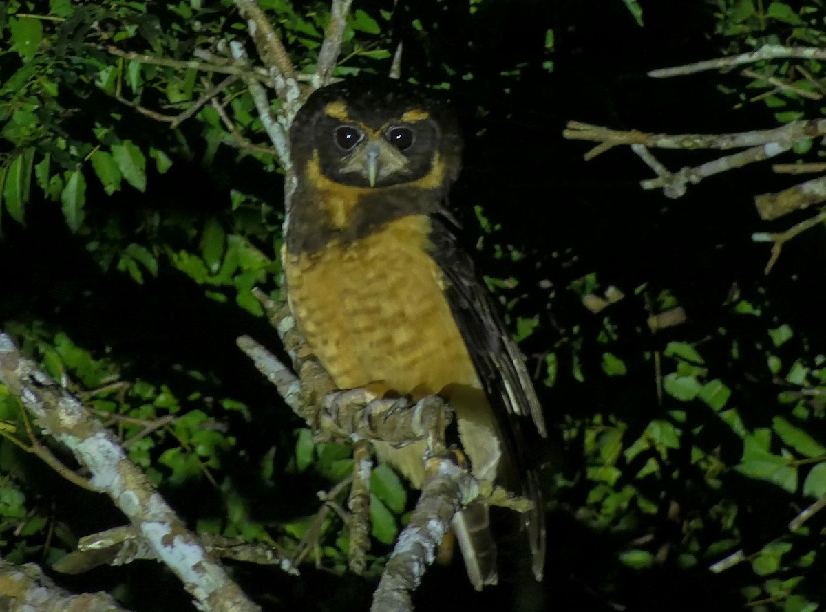 Tawny-browed Owl - Randall Siebert