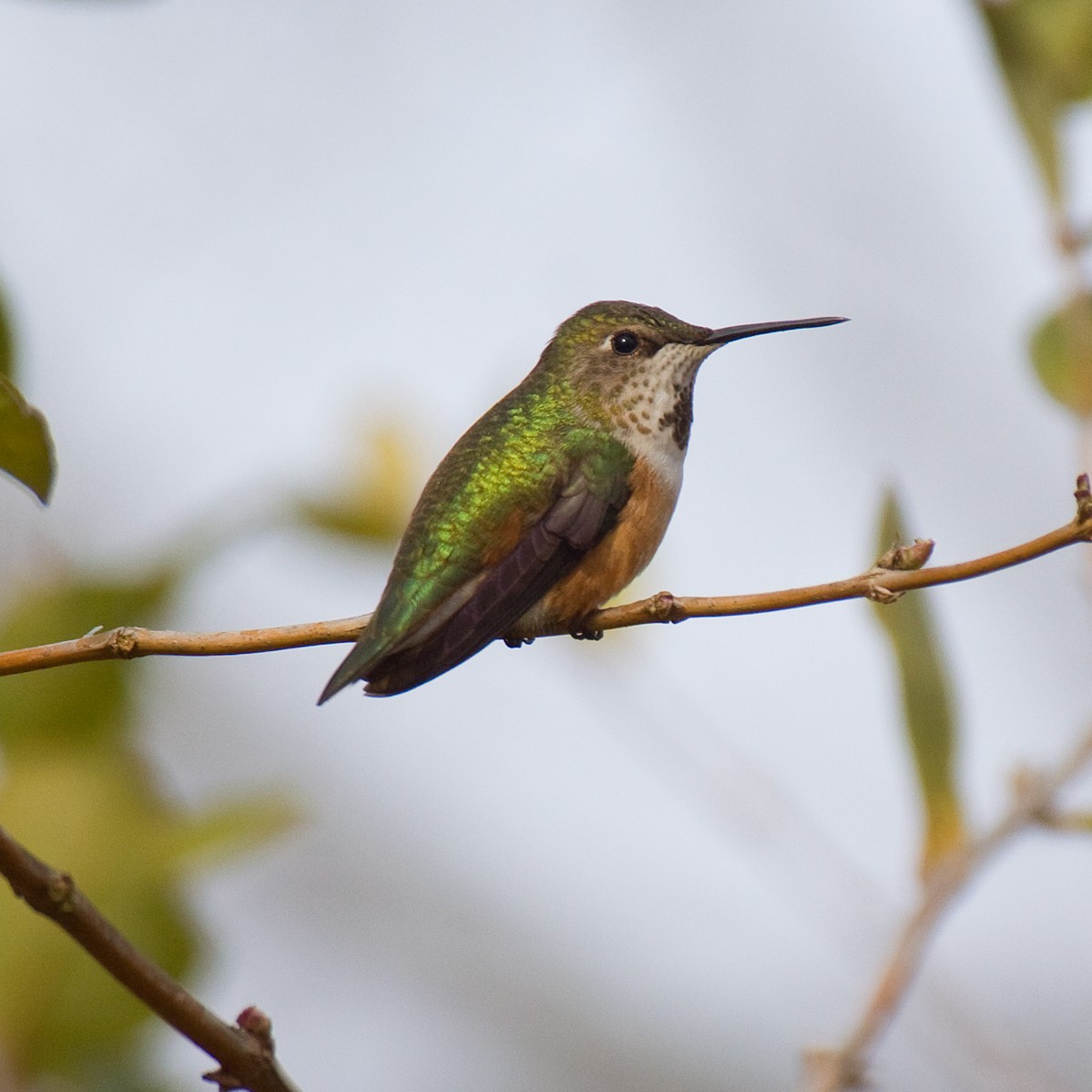 Rufous Hummingbird - Dan Vickers