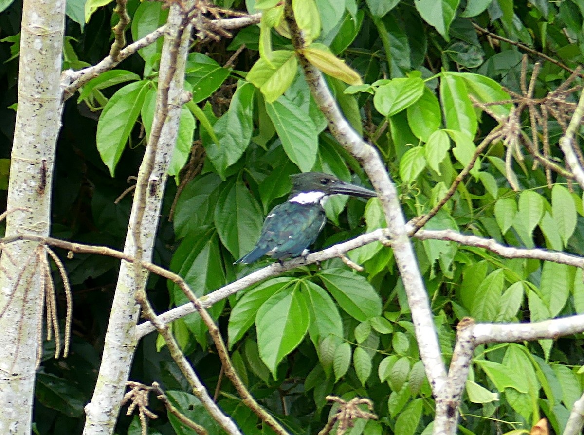 Amazon Kingfisher - Charles Duncan