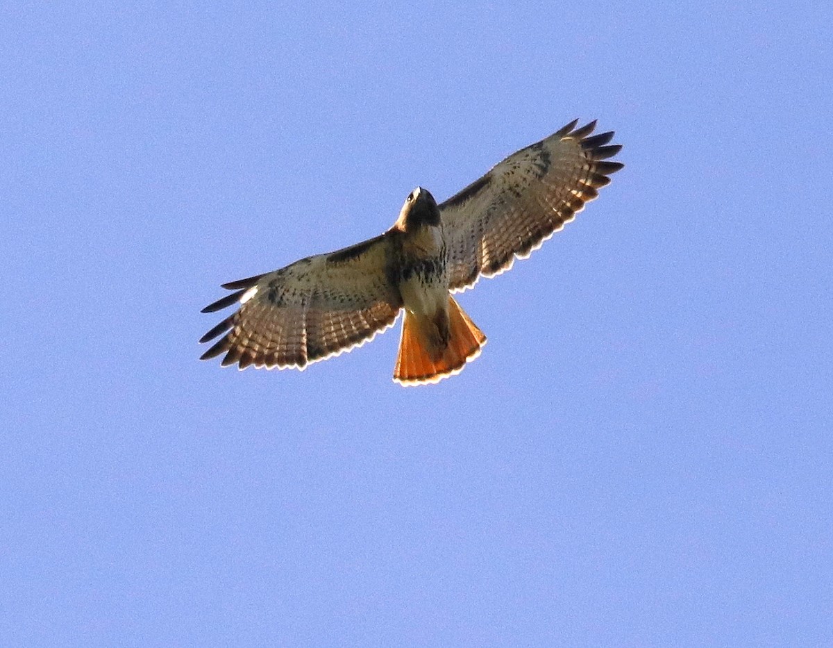 Red-tailed Hawk - Linda  Fell