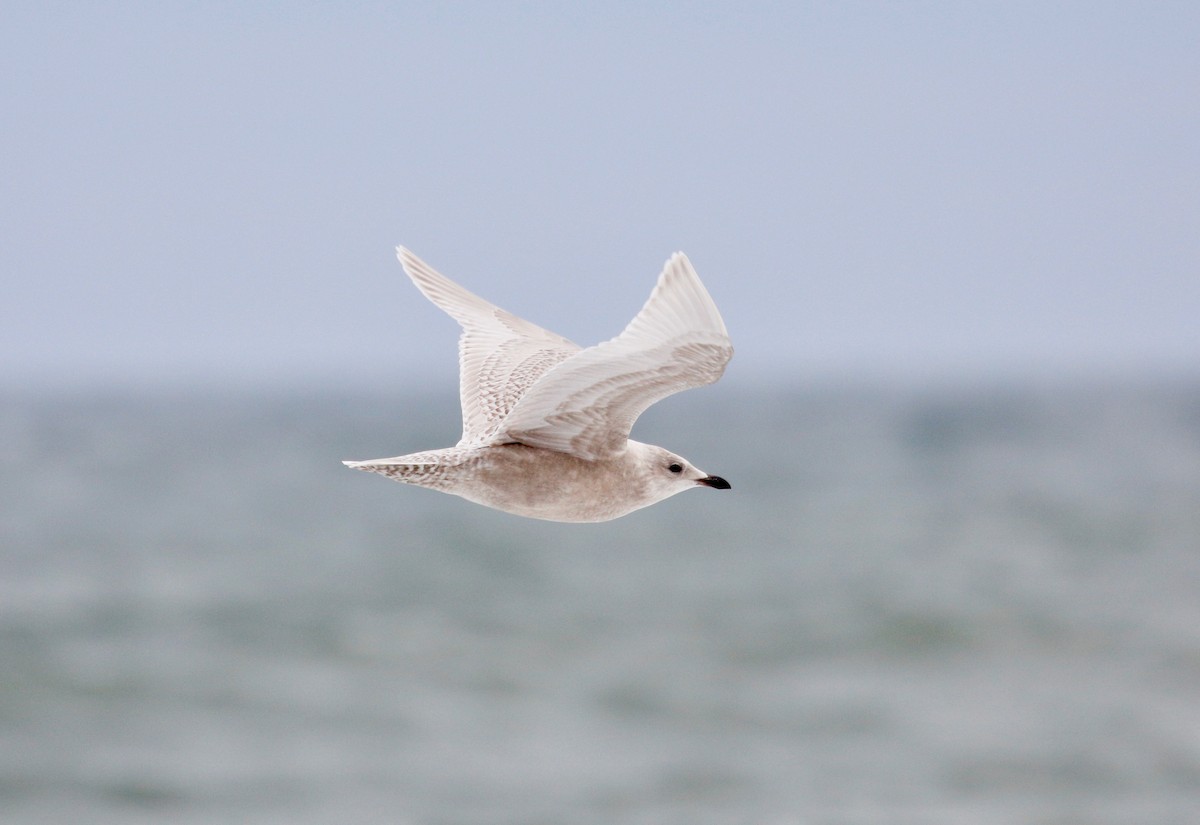 Iceland Gull - Mike Collins