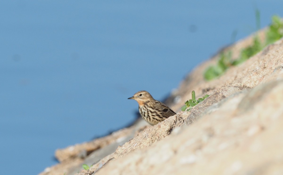 Red-throated Pipit - ML125395491