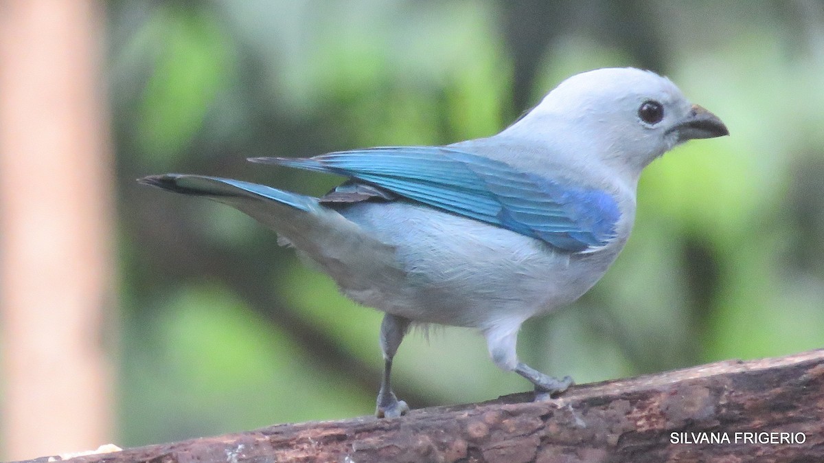Blue-gray Tanager - ML125397771