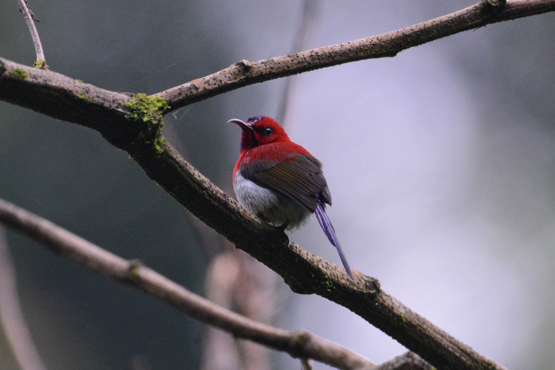 Burung Madu Jawa