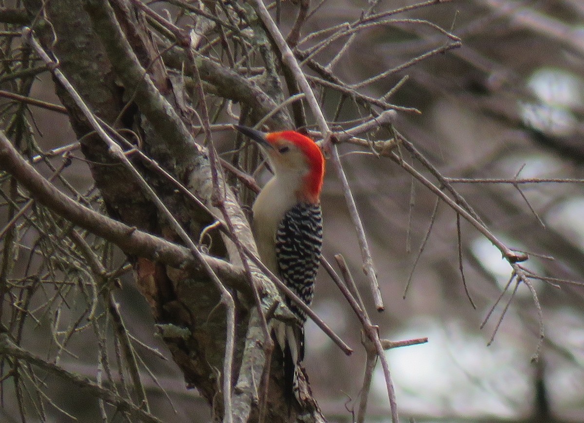 Red-bellied Woodpecker - ML125398431