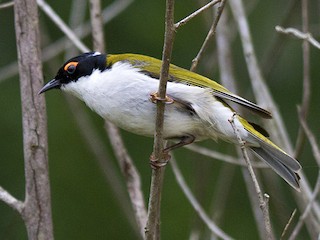  - White-naped Honeyeater