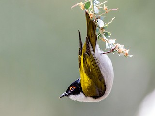  - White-naped Honeyeater
