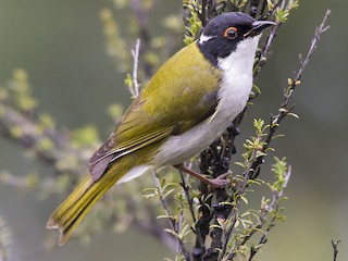  - White-naped Honeyeater