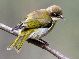  - White-naped Honeyeater