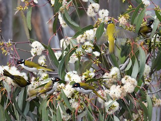  - White-naped Honeyeater