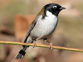  - Black-headed Honeyeater